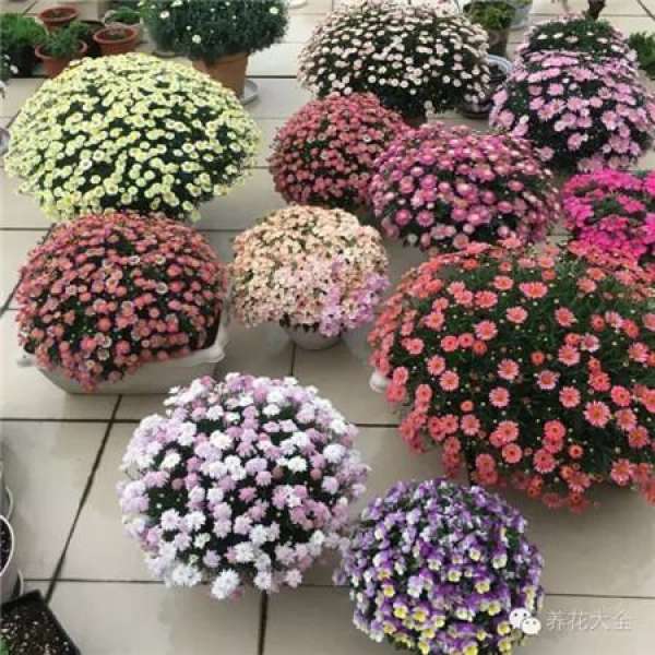 Gypsophila paniculata