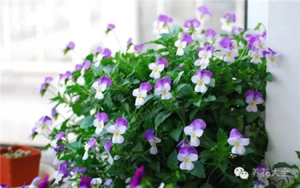 Gypsophila paniculata