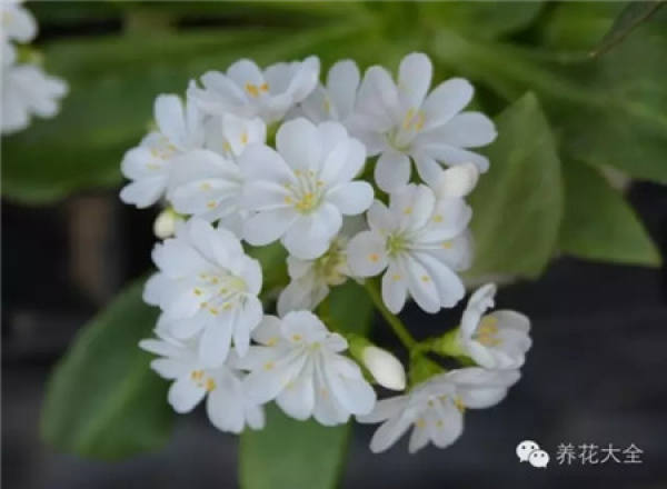 Gypsophila paniculata