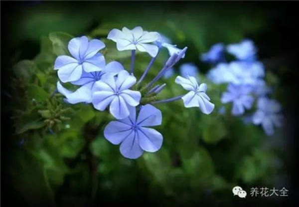 Gypsophila paniculata