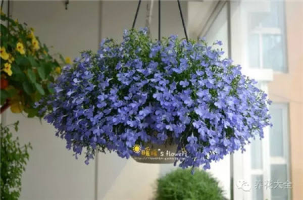Ideal balcony