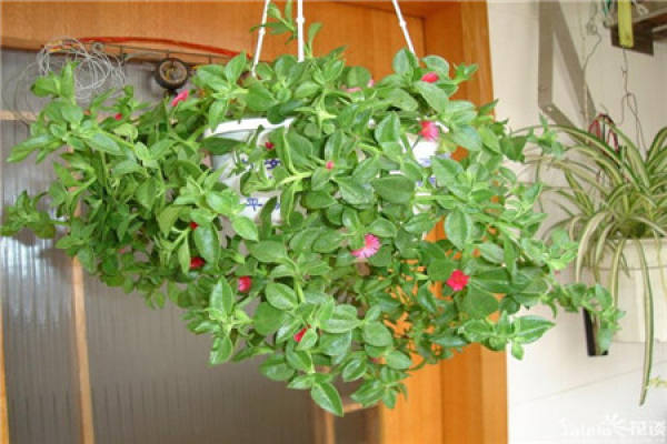 Hanging Peony Chlorophytum