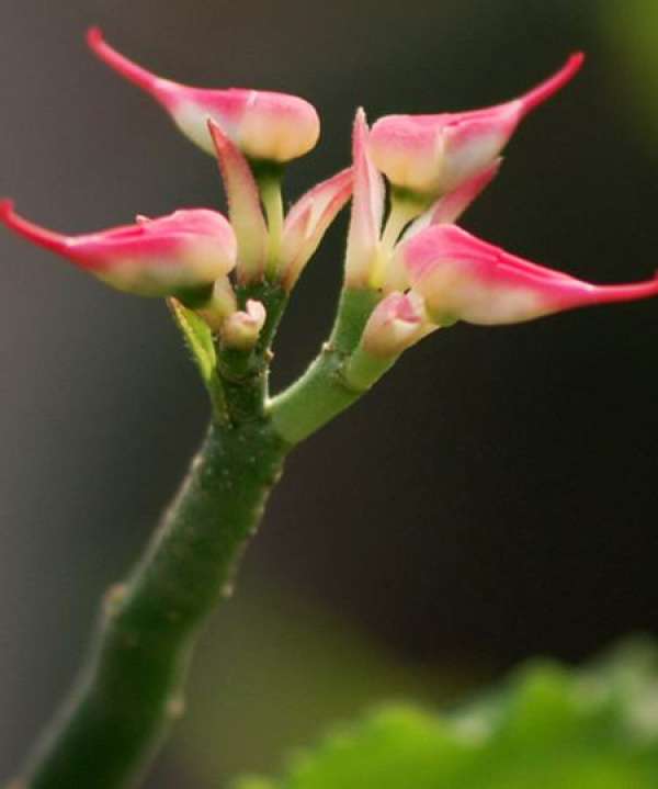 life habits of lark coral