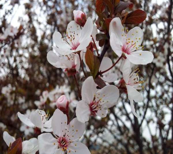 Prunus triloba pictures