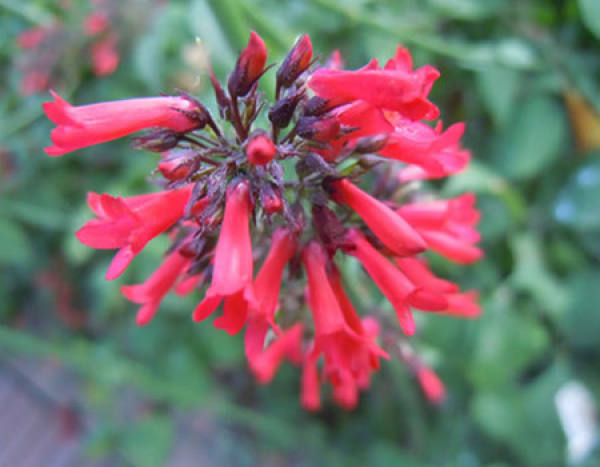 firecracker