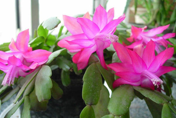 Zygocactus plant