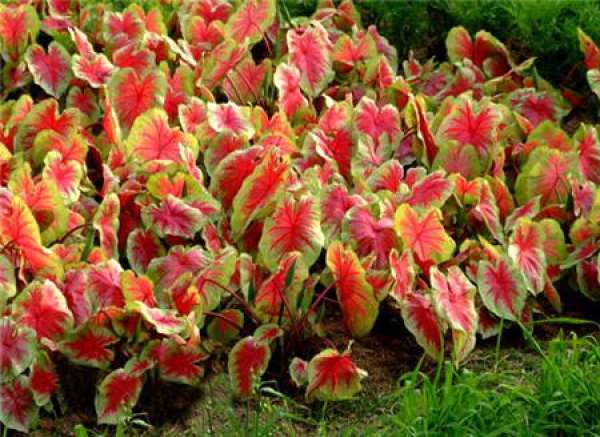 Caladium picture