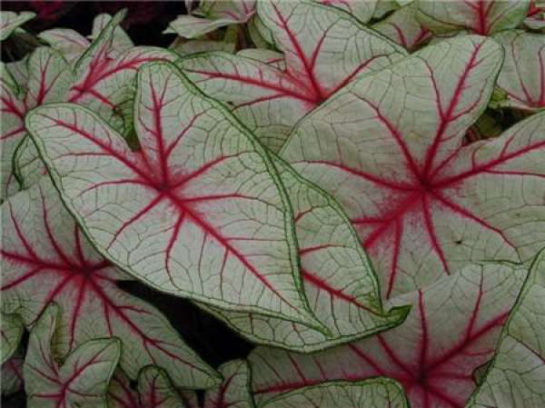 Caladium bicolor