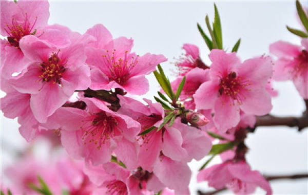 Peach blossom