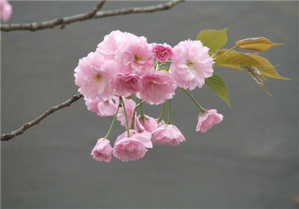 Peach blossom