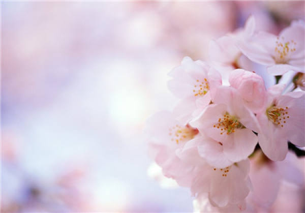 Peach blossom