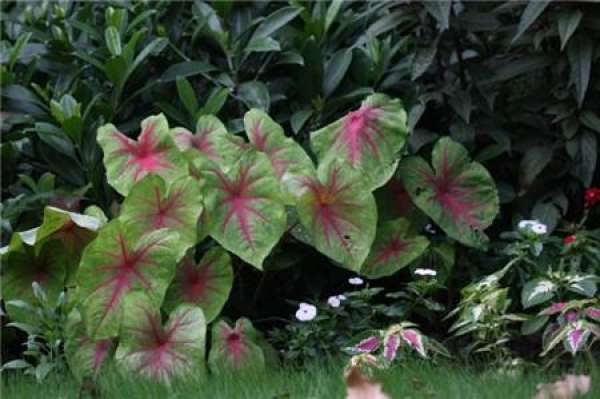 Colocasia esculenta conservation after autumn