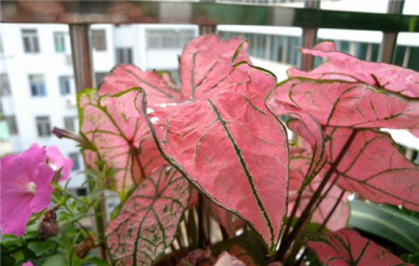Caladium bicolor