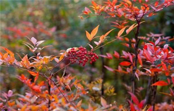 Nandina domestica cultivation method