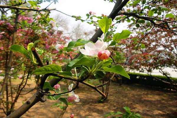 Malus pendula