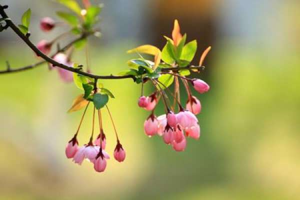 Malus pendula