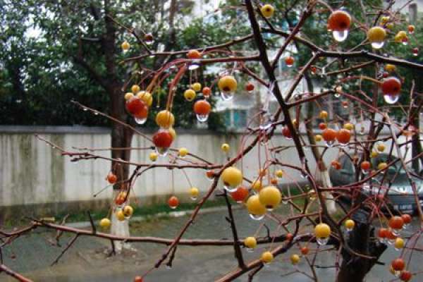 Malus pendula
