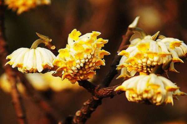 Knot fragrant flowers and flower language