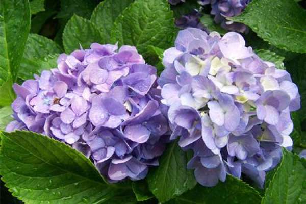 Hydrangea
