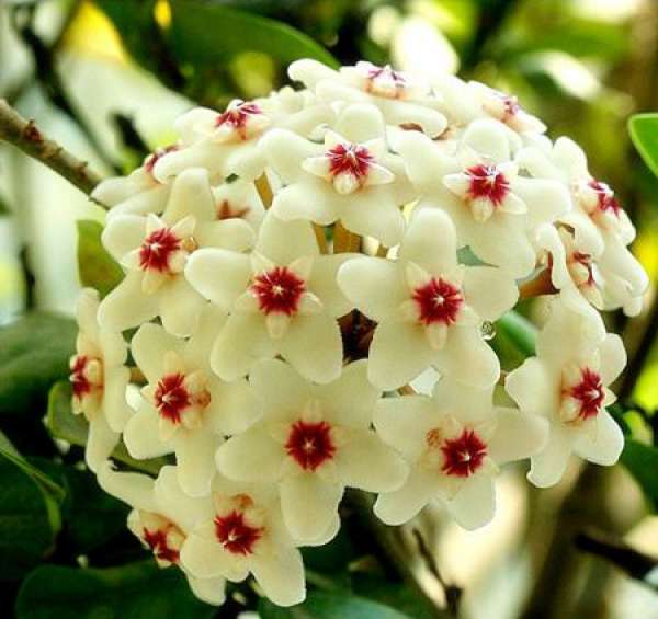 Hydrangea