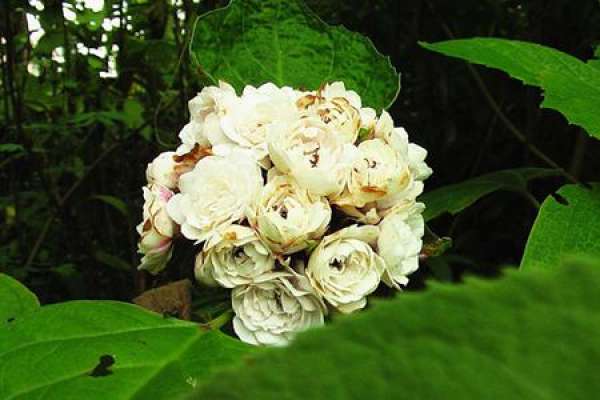 Hydrangea