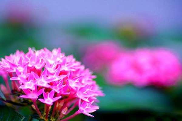 Star Flower