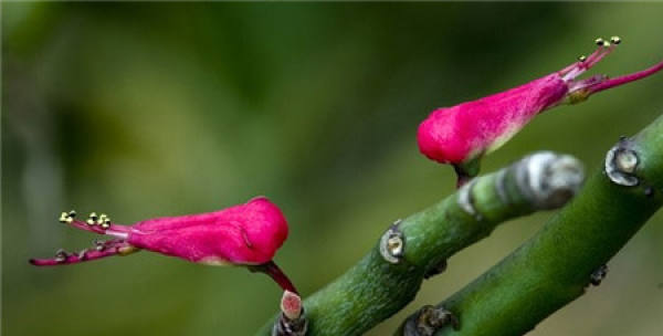 The Flowering Period of Cardinaria