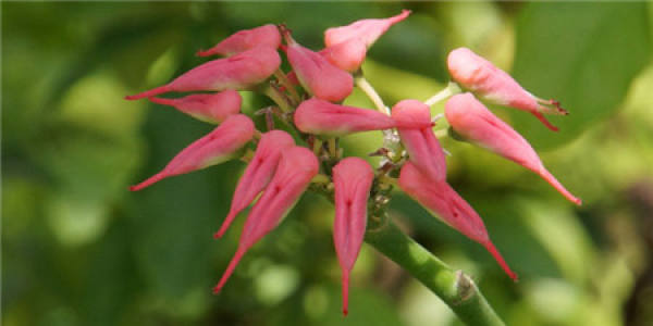 florescence of lark coral