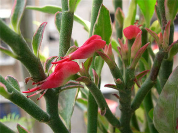 florescence of lark coral