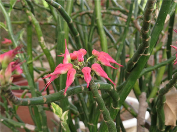 florescence of lark coral