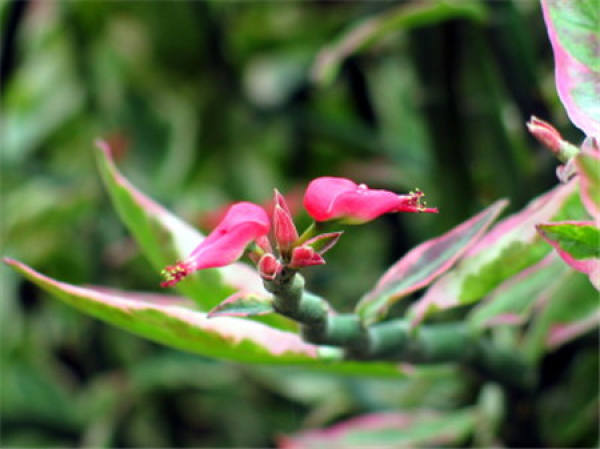 Appreciation of Red Sparrow Coral Blossom Photo