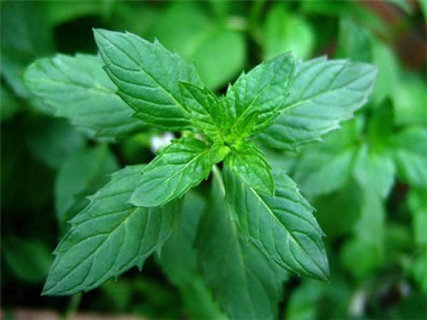 Rhizome Propagation of Peppermint
