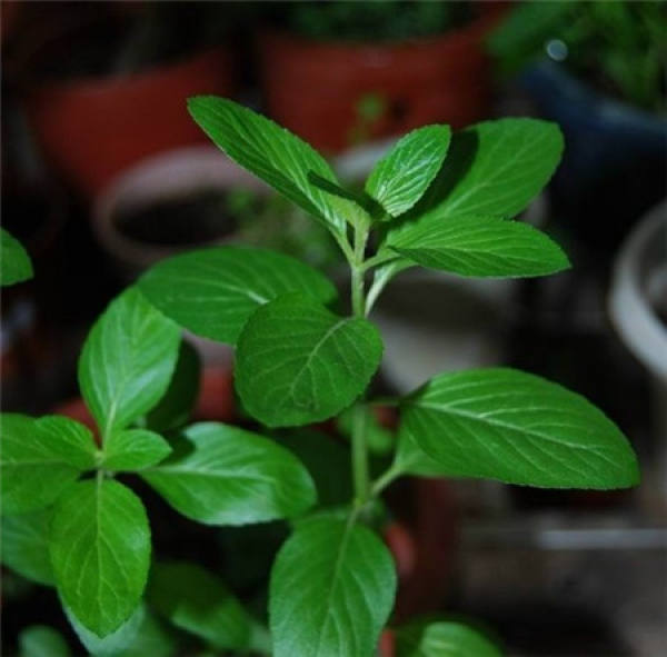 root propagation of peppermint