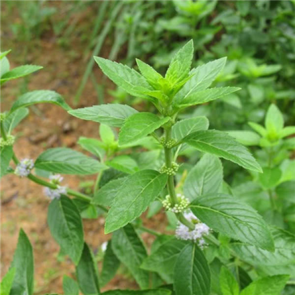 Other propagation methods of peppermint