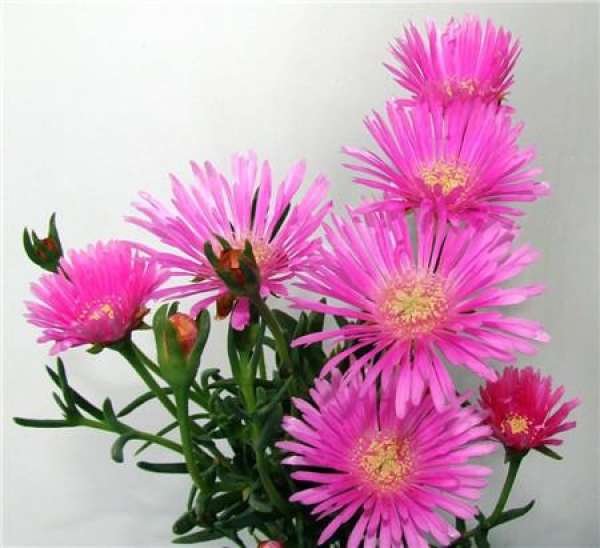 Flowering Period Curing of Mesembryanthemum