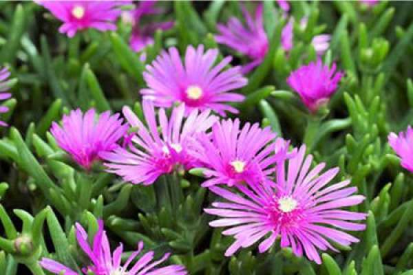 Pine Leaf Chrysanthemum