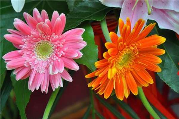 Pine Leaf Chrysanthemum
