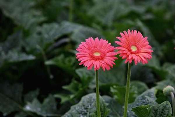 Pine Leaf Chrysanthemum