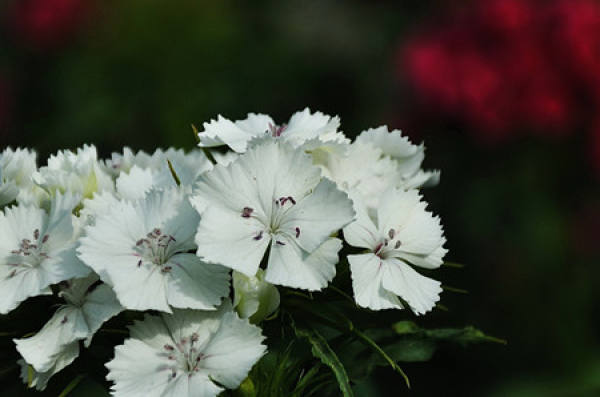 Flowering period of pink