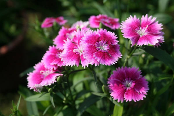 Flowering period of pink