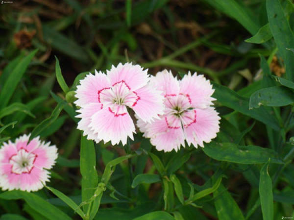 Dianthus chinensis bloom