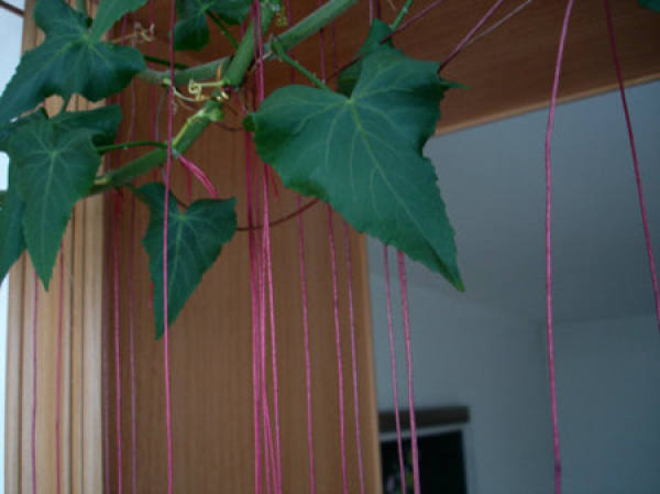 Is Jin Ping Rattan suitable for domestication?