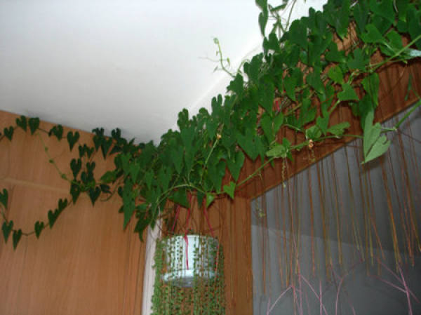 Precautions for indoor planting