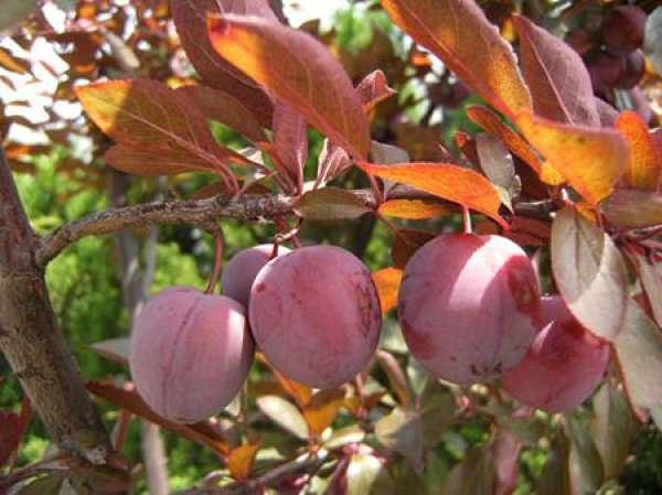 The propagation method of Prunus cerasifera: cutting method