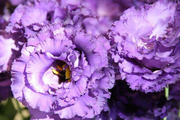 Eustoma grandiflorum