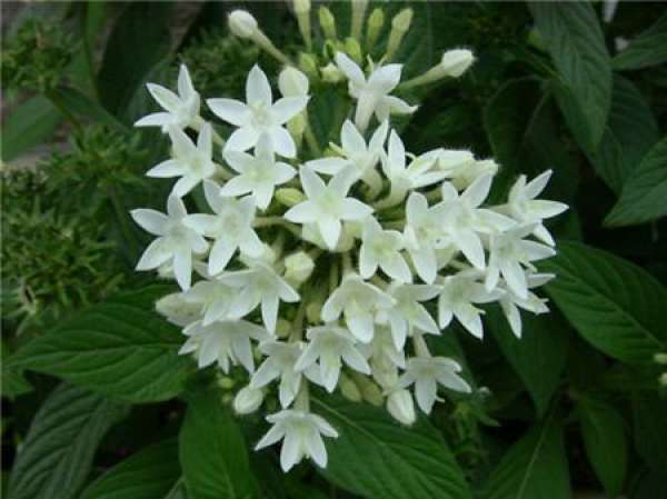 Flowering period of star flower