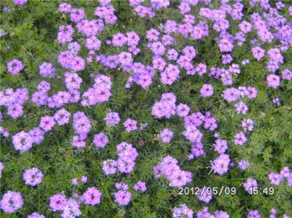 Flowering period of star flower