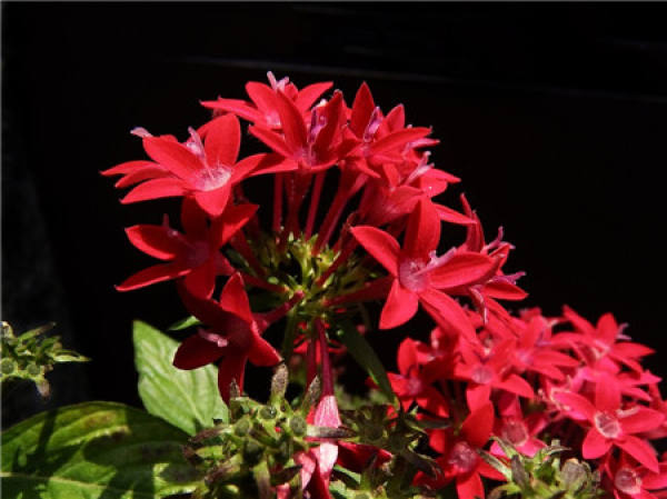 Factors Affecting the Flowering of Starflower