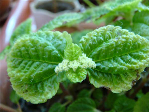 Strawberry Chlorophytum