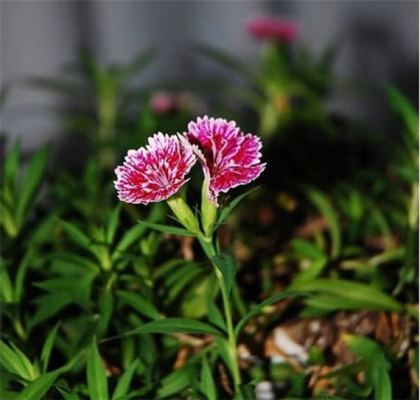 Changxia Dianthus